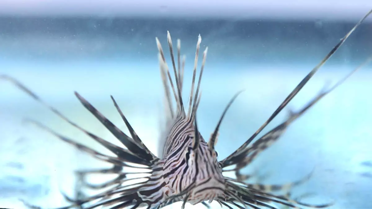 capacitação voltada ao manejo seguro do peixe-leão (Pterois volitans), espécie exótica invasora que representa riscos à biodiversidade