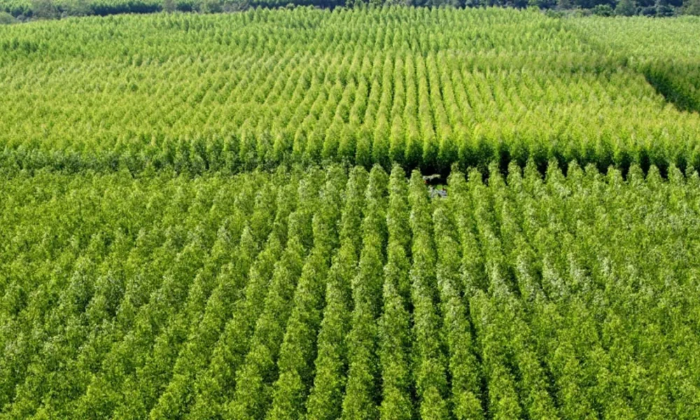 conta com o apoio da Prefeitura de Pedrão e integra o projeto de revitalização das Câmaras Setoriais da Agropecuária Baiana,