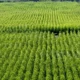 conta com o apoio da Prefeitura de Pedrão e integra o projeto de revitalização das Câmaras Setoriais da Agropecuária Baiana,