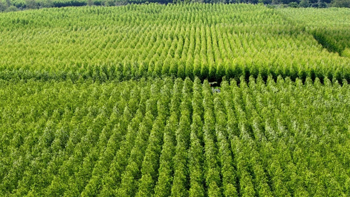 conta com o apoio da Prefeitura de Pedrão e integra o projeto de revitalização das Câmaras Setoriais da Agropecuária Baiana,